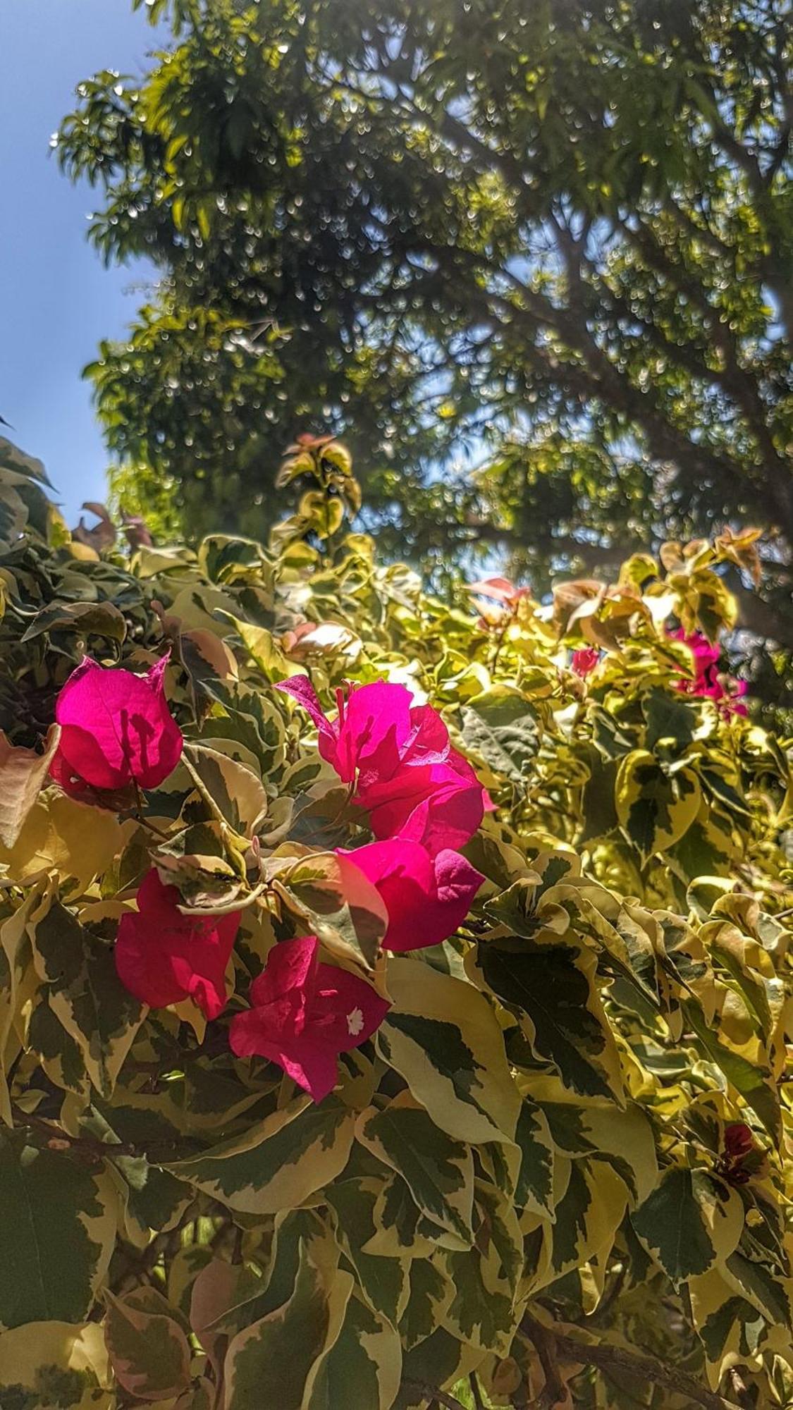 Casa Mariposa Villa Las Galeras Kültér fotó